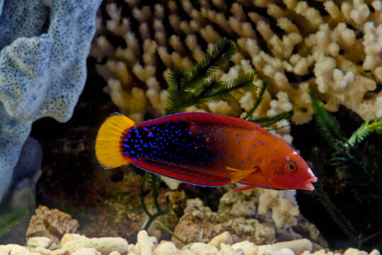 Coris gaimard, the yellowtail wrasse or African coris, among other vernacular names, is a species of wrasse native to the tropical waters of the central Indian Ocean and the western Pacific Ocean, fro
