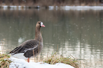 Greater white-fronted goose