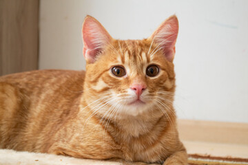 red cat looking straight towards camera. Close up