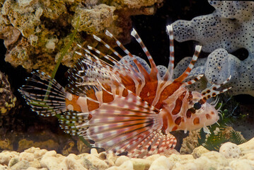 Dendrochirus zebra, known commonly as the zebra turkeyfish or zebra lionfish among other vernacular names, is a species of marine fish in the family Scorpaenidae.