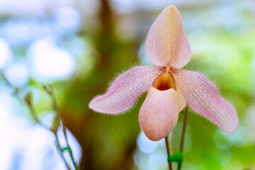 Paphiopedilum orchid flower