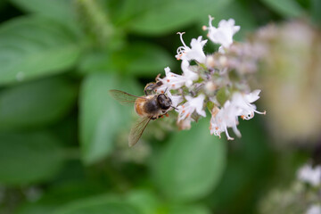Abeja en flor