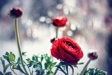 Czerwony kwiat, wiosenny jaskier 