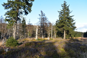 Waldfotografie