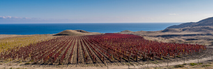 Obraz premium Autumn vineyard