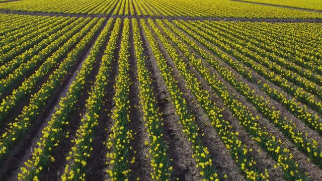 Drone climbs high in the sky to reveal vast acres of colorful yellow daffodil flowers on a farm