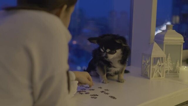 Teen age dog owner stroking her pet, chihuahua doggy sits by the window. Girl tryes to play with doggy. Blurred night city behind the glass. Domestic tranquill and cozy atmosphere.