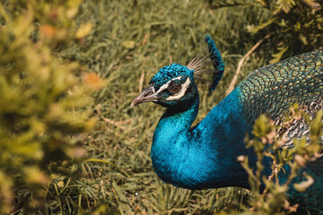 Obraz premium Pavo real en zoo en ciudad de Buenos Aires