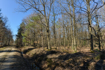Chêne pédonculé, quercus robur, forêt domaniale de Sénart, 91, Essonne