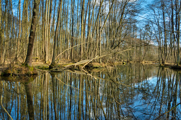 REZERWAT PRZYRODY „NIEBIESKIE ŹRÓDŁA”. TOMASZÓW MAZOWIECKI, POLSKA. 