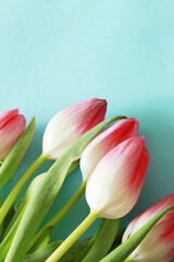 gradient pink white tulip flowers on light blue background