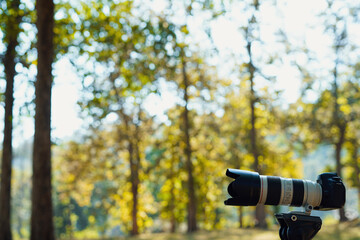 Morning light entering a wet stand of Forest. With the camera on a tripod 