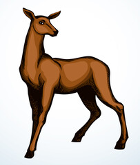 Beautiful female deer. Vector drawing