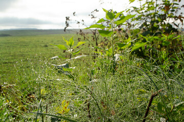 Fresh grass with dew drops, view of meadow