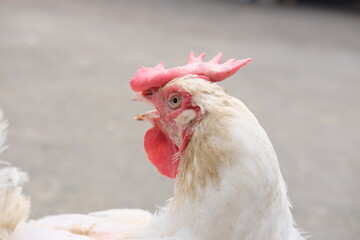 ニワトリの横顔