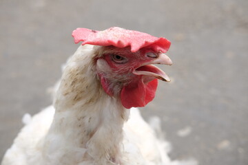 ニワトリの横顔