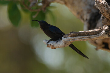 Fototapeta premium Irrisor namaquois,.Rhinopomastus cyanomelas, Common Scimitarbill