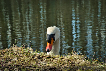ŁABĘDZIE NIEME. CYGNUS OLOR © michalsen