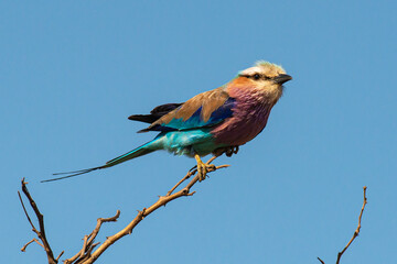 Rollier à longs brins,. Coracias caudatus, Lilac breasted Roller