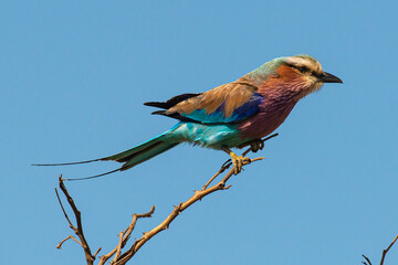 Fototapeta premium Rollier à longs brins,. Coracias caudatus, Lilac breasted Roller
