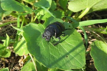 Lethrus beetle on green leaf in the garden, closeup 