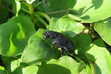 Black lethrus beetle on leafs in the garden, closeup