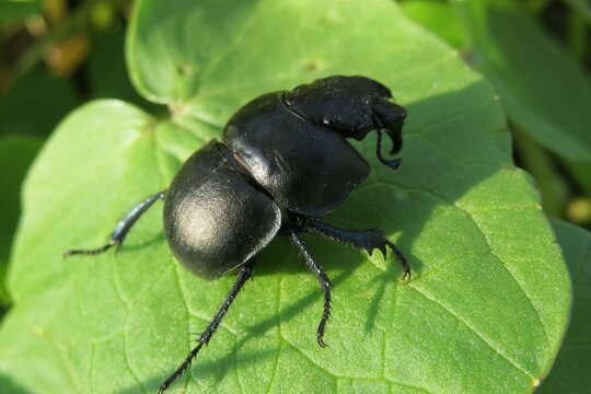 Lethrus apterus beetle on green leaf in the garden,  closeup 