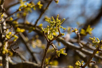Spring Buds on Oak Tree 