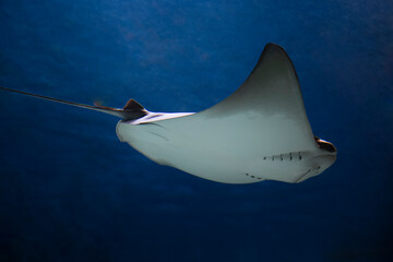 cownose ray swimming in the water,  fish underwater in the aquarium