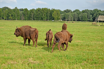 A large wild Eurasian ox that was the ancestor of domestic cattle. Bison in an open space on a pasture. Wildlife watching