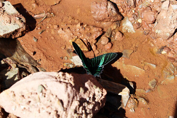 beautiful green butterfly taking off its wings in flight