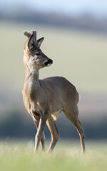 Roe Deer Buck with Velvet Antlers