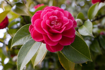 red camellia flower