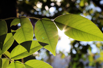 relaxing and beautiful photo of leaf being pierced by soft sunlight