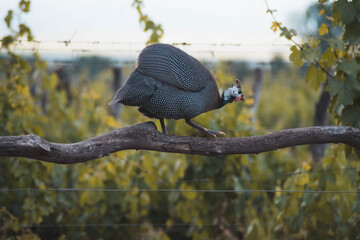 Pavo corriendo por la rama de un árbol