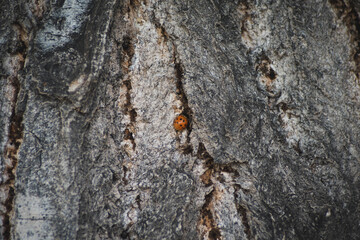 ladybug on old tree wood