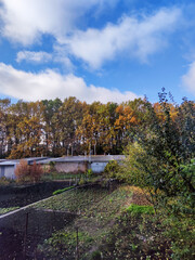 white clouds on blue sky above trees with green and yellow leaves, black ground and green grass