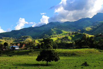 beautiful lush green valley full of greenery