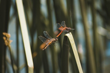 Pareja de libélulas procreando