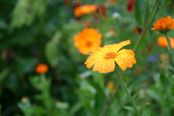 orange flower in the garden