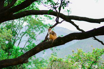 A monkey sitting on a tree
