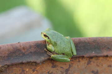 a small green frog sits on a rusty barrel