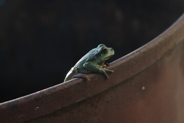 a small green frog sits on a rusty barrel