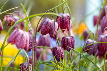 Fritillaria meleagris. This is a Eurasian species of flowering plant in the lily family. Common...