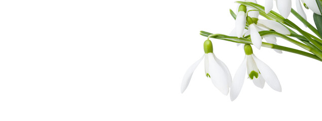 Fototapeta na wymiar snowdrops isolated on white background. Banner with copy space