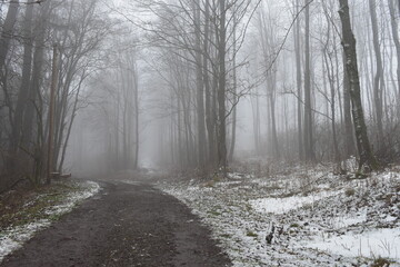 Obraz premium Winter-Wald