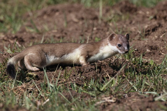 stoat (Mustela erminea),short-tailed weasel  Germany