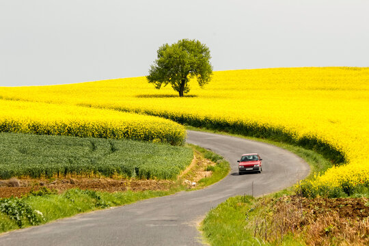 Yellow canola fields in Turkey