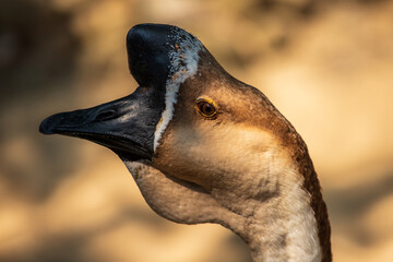Portrait of male brown chinese goose on the farm