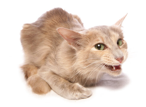 Long-haired oriental Cat